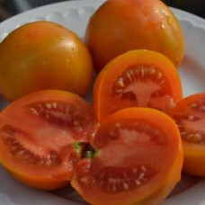 Семена помидоров Пловдивская каротина