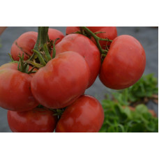 Семена помидоров Розовый гигант