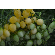 Семена помидоров Сумашедшие вишни Барри