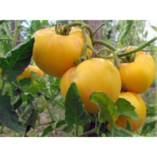 Семена помидоров Сызранская роза жёлтая