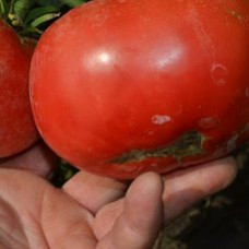 Семена помидоров Гусинные ручьи
