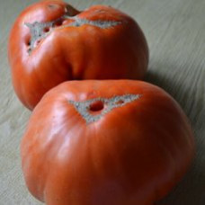 Семена помидоров Томато