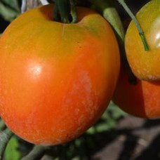 Семена помидоров Румяные щёчки